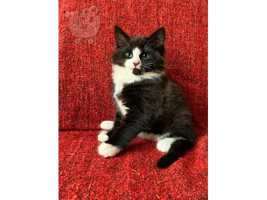 PoulaTo: Maincoon γατάκι
